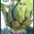 Cynara cardunculus 'Vert de Provence'-thumbnail