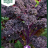 Brassica oleracea 'Scarlet'-thumbnail