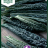 Brassica oleracea 'Black Magic'-thumbnail