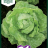 Salaatti, Kerä- 'Hilde II'-thumbnail