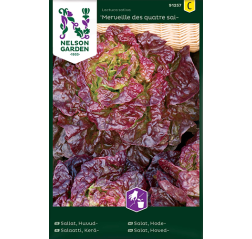 Salaatti, Kerä-, 'Merville des quatre saisons'-thumbnail
