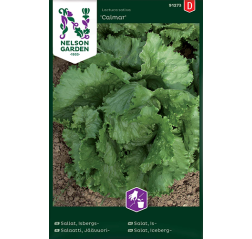 Lettuce 'Calmar'-thumbnail