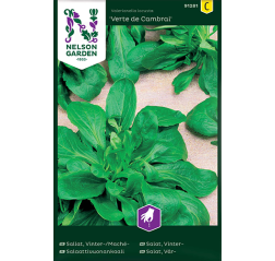Lettuce 'Vert de Cambrai'-thumbnail