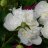 Kiinanpioni - Paeonia (LD) ‘Duchesse de Nemours’-thumbnail