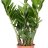 Palmuvehka (Zamioculcas zamiifolia) p 19-thumbnail