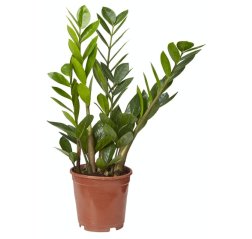 Palmuvehka (Zamioculcas zamiifolia) p 14-thumbnail