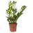 Zamioculcas zamiifolia p 12 Week offer!-thumbnail