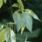Palsamipoppeli Populus balsamifera-thumbnail