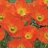 Siperianunikko - Papaver nudicaule 'Spring fever Red'-thumbnail
