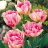 Peach Blossom-thumbnail
