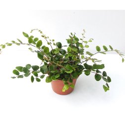 Nappipellea (Pellaea rotundifolia) p 12-thumbnail