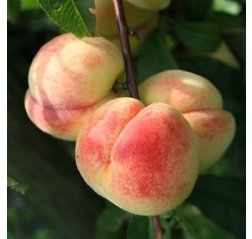 Persikka Prunus persica Melred-thumbnail