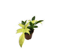 Philodendron Florida Ghost p 14-thumbnail