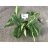 Herttaköynnösvehka (Philodendron hederaceum) ruukku 12cm-thumbnail