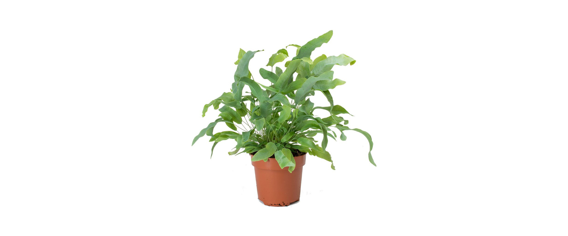 T_PRODUCT_IMAGE