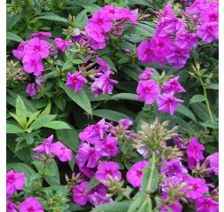 Syysleimu - Phlox paniculata ‘Flame Purple’-thumbnail