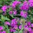 Syysleimu - Phlox paniculata ‘Flame Purple’-thumbnail