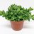 Pickle plant (Delosperma echinatum) p 11-thumbnail