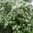 Pihasyreeni (Syringa vulgaris 'Alba') 3 L-thumbnail