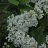Pihasyreeni (Syringa vulgaris 'Alba') 3 L-thumbnail