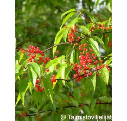 Pilvikirsikka (Prunus pensylvanica)-thumbnail