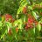 Pilvikirsikka (Prunus pensylvanica)-thumbnail