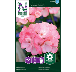 Pelargonium 'Inspire Pink F1'-thumbnail
