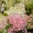 Hydrangea paniculata 'Smhppinka' PINKACHU® 3 L-thumbnail