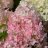 Pinkachu® Syyshortensia (Hydrangea paniculata 'Smhppinka' PINKACHU®) 3 L-thumbnail