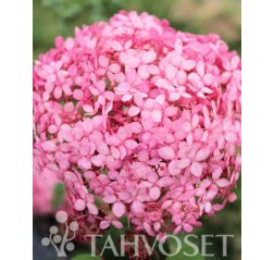 Pink Annabelle® Pallohortensia (Hydrangea arborescens Pink Annabelle®)3 L-thumbnail