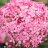 Pink Annabelle® Pallohortensia (Hydrangea arborescens Pink Annabelle®)3 L-thumbnail