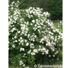 Plena Juhannusruusu (Rosa spinosissima 'Plena') 3 L-thumbnail