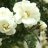 Plena Juhannusruusu (Rosa spinosissima 'Plena') 3 L-thumbnail