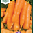Porkkana 'Chantenay Red Cored 3'-thumbnail