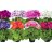 Primula obconica about 30 cm-thumbnail