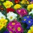 Kevätesikko (Primula veris)-thumbnail