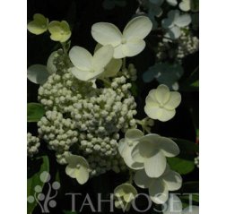 Prim White Syyshortensia (Hydrangea paniculata PRIM WHITE® 'Dolprim') 3 L-thumbnail