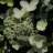Prim White Syyshortensia (Hydrangea paniculata PRIM WHITE® 'Dolprim') 3 L-thumbnail
