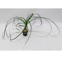 Ponytail Palm about 20 cm-thumbnail