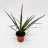 Dragon tree, about 16 cm-thumbnail