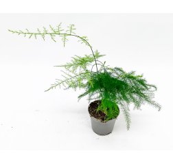 Asparagus fern (Asparagus setaceus) about 18 cm-thumbnail