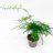 Asparagus fern (Asparagus setaceus) about 18 cm-thumbnail