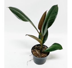 A rubber tree plant about 24 cm-thumbnail