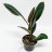 A rubber tree plant about 24 cm-thumbnail