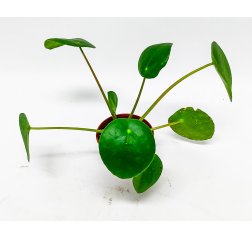 Pilea peperomioides (15 cm)-thumbnail
