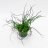 Juncus effusus ‘Spiralis’ about 16 cm-thumbnail