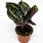 Calathea 'Dottie' Rosie about 12 cm-thumbnail