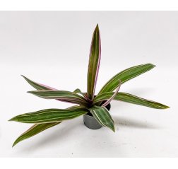 Taskujuoru (Tradescantia spathacea) n. 20 cm-thumbnail