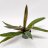 Tradescantia spathacea about 20 cm-thumbnail