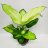 Dieffenbachia Tropic Marianne n. 65 cm UUTUUS!-thumbnail